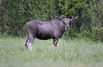June 2019 - Elk (Moose)