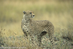 Male cheetah an inhabitant of open plains