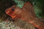 Chelidonichthys lastoviza