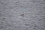 Red-throated Diver
