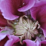 Macro Clematis Centrę