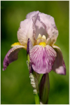 Iris germanica 'La Beauté' 2