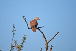 Collared Dove