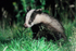 Young Badger at night from the Speyside Wildlife hide
