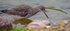 Slimbridge Oct24-172-Enhanced-NR