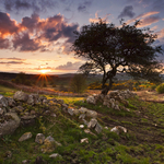 Tree at Sunset