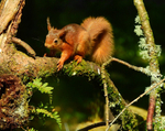 A very fine looking Mr Red Squirrel
