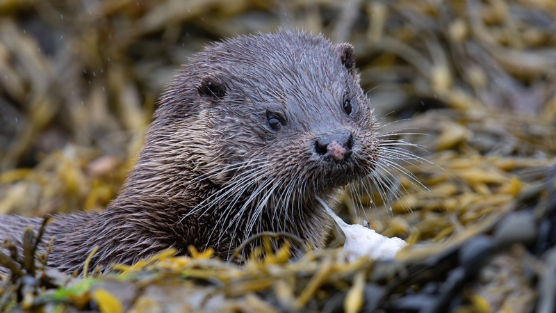 Eurasian Otter - Ardnamurchan Peninsula