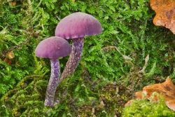 Amethyst Deceiver - Laccaria amethystina