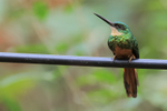 Female Rufous-tailed J...