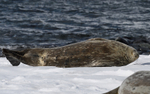 Weddel Seals