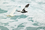 Flying Kelp Geese, rough sea background, Saunders Island, Falklands