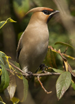 WAXWING (ww 09)