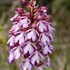 Lady Orchid (Orchis purpurea) 