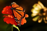butterfly13