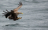 WHITE TAILED EAGLE,ISLE OF MULL, SCOTLAND