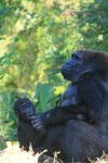 Gorillas   _AN066