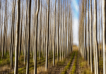 Tree Plantation-5