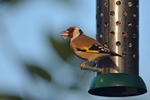 Goldfinch