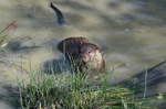 Otter