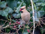 Waxwing