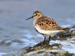 Dunlin (breeding plumage) standing by the edge of the water at Farmoor