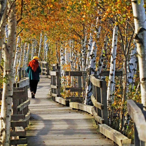An autumn view down the boardwalk at Sackville Waterfowl Park.