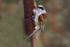 Male Penduline Tit