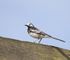 Pied Wagtail