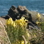 Nice to bee beside the sea