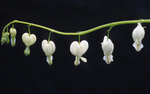 Dicentra Spectabilis Alba