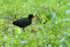 Wattled Jacana (adult), Gamboa, Panama