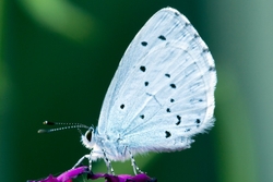 Holly Blue