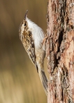 Nuthatches,Treecreepers portfolio