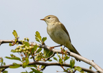Warblers & Allies portfolio