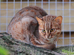 Rusty-spotted Cat