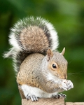 Grey Squirrel portfolio