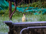 Green Woodpecker