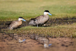Puna Teals emerging from water, Chile