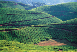 Tea plantations Munnar