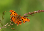 Comma