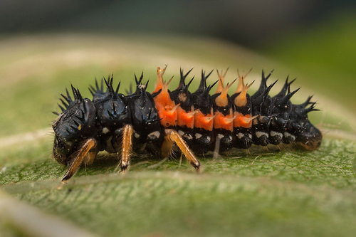 Harlequin Ladybird Larva showing spiny surface and typical orange/black colouration. Warwickshire, August 2012.