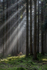 Woodland Light Beams