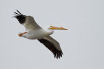 White Pelican