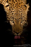 Drinking leopard portrait
