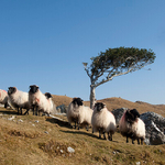 Sheep in the wild Connemara, Co.Galway, Wild Atlantic Way,Ireland