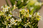Long-tailed Blue Butterfly