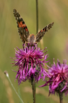 Painted Lady feeding front view, Seven Barrows Reserve