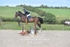 BPP_2181