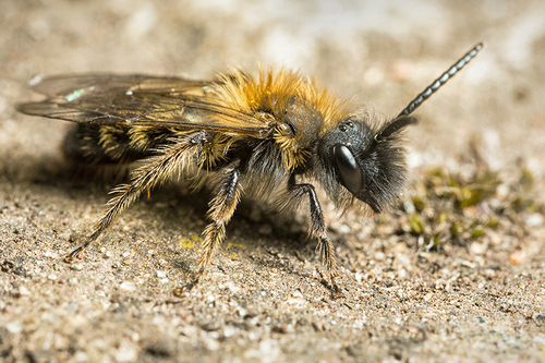 [i]Andrena bicolor[/i] male. Staffordshire garden, March 2015.